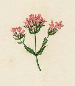 Keskisatakieli, Erythraea Centaurium (värilitro) tekijältä English School