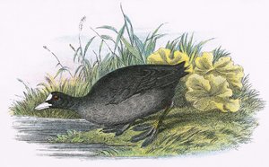 Tavallinen Coot
