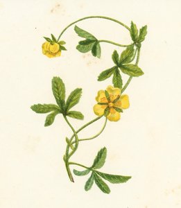 Ryömivä sormustinkukka, Potentilla Reptans (väriliitossa) tekijältä English School