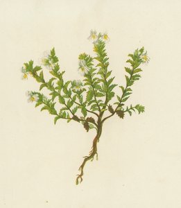 Silmäjalka, Euphrasia Officinalis (väri litossa) tekijältä English School