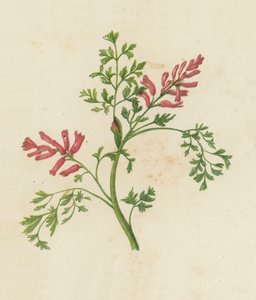 Fumaria Officinalis (väri litossa), Fumaria Officinalis (väri litossa) tekijältä English School