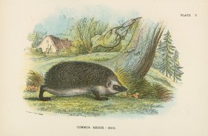 Tavallinen Hedge-Hog tekijältä English School