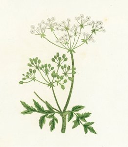 Tavallinen hemlokki, Conium Maculatum tekijältä English School