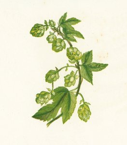 Harvinainen humala, Humulus Lupulus tekijältä English School