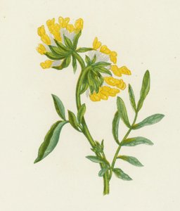 Tavallinen munuaisvirna, Anthyllis Vulneraria (väri litho) tekijältä English School