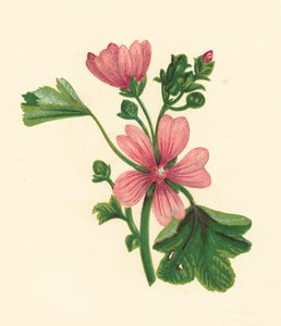 Malva Sylvestris, Malva Sylvestris (värilitro) tekijältä English School