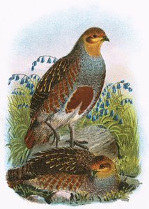 Tavallinen Partridge tekijältä English School