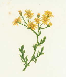 Ragwort, Senecio Jacobaea tekijältä English School