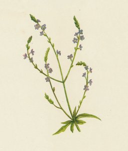 Vervain, Verbena Officinalis (värilitho) tekijältä English School