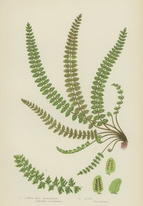 Common Wall Spleenwort (väri litho) tekijältä English School
