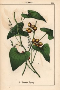 Tavallinen bryony kultaisilla marjoilla. Bryonia alba   , julkaisusta "The Instructive Picturebook, or Lessons from the Vegetable World", [Charlotte Mary Yonge], Edinburgh tekijältä English School