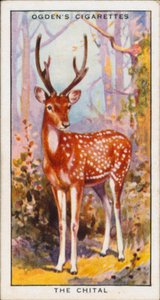 Suojavärit, eläimet, Chital (värilitro) tekijältä English School