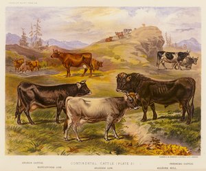 Continental Cattle (värilitro) tekijältä English School