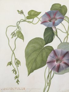 Convolvulus Purpurus (wc vellum)