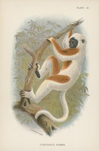 Coquerelin Sifaka tekijältä English School