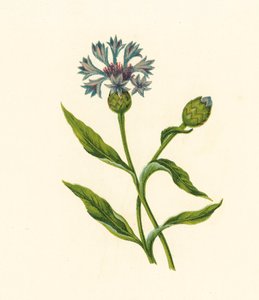 Maissi Sinipullo, Centaurea Cyanus (värilitro) tekijältä English School