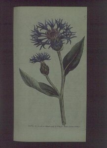 Ruiskaunokki (Centaurea montana), levy 77 William Curtisilta 