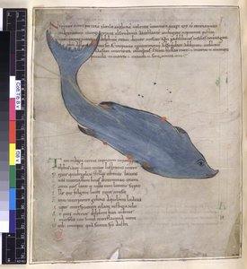 Puuvilla Tiberius B. V, osa I fol.38v Delphinuksen tähdistö 