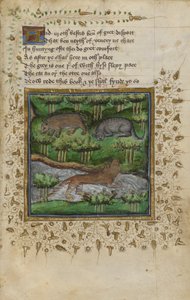 Puuvilla Vespasianus B. XII, f.4 Kuva mäyrästä, villikissasta ja saukosta; säkeellä, William Twetyn ja John Gyffordin "Metsästystä käsittelevästä tutkielmasta", n. 1440 (vellum) tekijältä English School