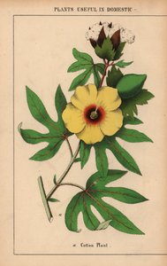 Puuvillakasvi, jossa keltainen kukka ja valkoinen puuvillapullo.  , julkaisusta "The Instructive Picturebook, or Lessons from the Vegetable World", [Charlotte Mary Yonge], Edinburgh tekijältä English School