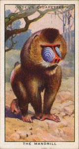Kosiskeluvärit, eläimet, Mandrill (värilitro) tekijältä English School