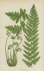 Crested Fern (väri litho) tekijältä English School