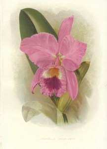 Crimson Cattleya tekijältä English School