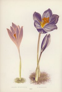 Crocus Nudiflorus; C Speciosus (väri litho) tekijältä English School