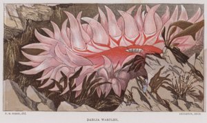 Dahlia Wartlet (värilitro) tekijältä English School
