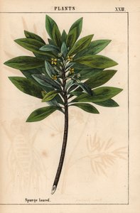 Daphne laureola tai Spurge-laurel   , julkaisusta "The Instructive Picturebook, or Lessons from the Vegetable World", [Charlotte Mary Yonge], Edinburgh tekijältä English School