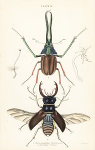 Darwinin hirvenkuoriainen, Grantin polttarikuoriainen tai Chilen polttarikuoriainen, Chiasognathus grantii 1 ja Euroopan polttarikuoriainen, Lucanus cervus tekijältä English School