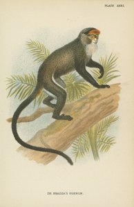 De Brazzas Guenon tekijältä English School