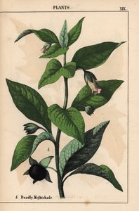 Belladonna   , julkaisusta "The Instructive Picturebook, or Lessons from the Vegetable World", [Charlotte Mary Yonge], Edinburgh tekijältä English School