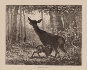 Hirvi ja peura (kaiverrus) tekijältä English School