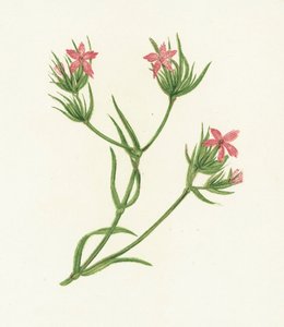 Deptford Pink, Dianthus Armeria tekijältä English School