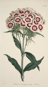 Dianthus Barbatus Bearded Pink, pub. 1792 käsinvärjätty kaiverrus. tekijältä English School