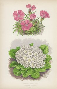 Dianthus Glacialis; Primula Nivalis (väri litossa) tekijältä English School