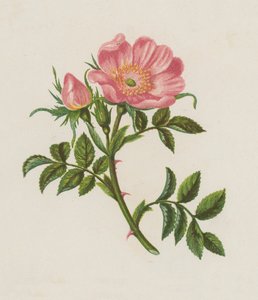 Dog Rose, Rosa Canina (väri litho) tekijältä English School