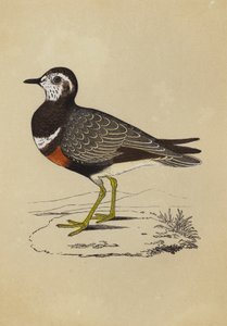 Dotterel (väri litho) tekijältä English School