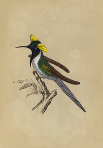 Kaksiharjainen kolibri (värinen lito) tekijältä English School