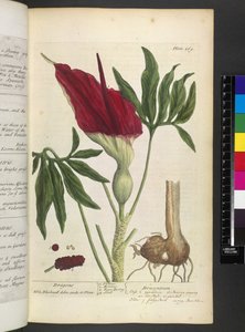 Dracontium, Elizabeth Blackwellin teoksesta A Curious Herbal... tekijältä English School