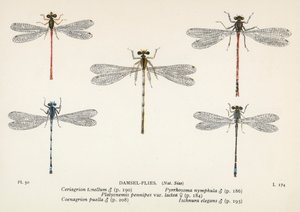 Sudenkorennot: Damsel-Flies (värilitro): Damsel-Flies (värilitro) tekijältä English School