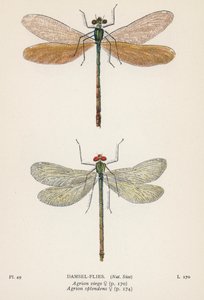 Sudenkorennot: Damsel-Flies (värilitro): Damsel-Flies (värilitro) tekijältä English School