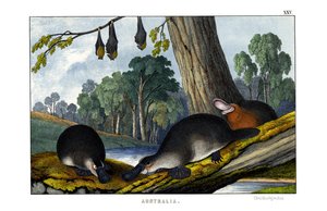 Ankkanokkainen Platypus tekijältä English School