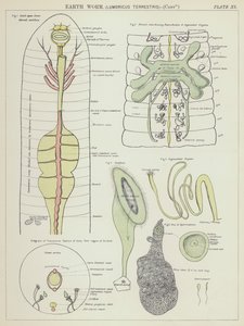 Maan mato, Lumbricus terrestris (värilitografia) tekijältä English School