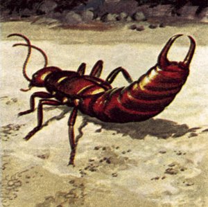 Earwig tekijältä English School