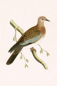 Egyptiläinen turtle Dove, kuvitus Charles Robert Breen (1811-86) teoksesta "A History of the Birds of the Birds of the British Islands", julkaistu 1867 tekijältä English School