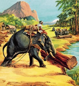 Norsu. Liuetin kuvitus Elephant Billistä. Eversti J. H. Williams