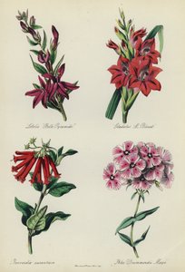 Englantilainen kukkapuutarha: Lobelia "Belle Pyramide", Gladiolus "M Blouet", Bouvardia aurantiaca, Phlox Drummondii Mayii tekijältä English School