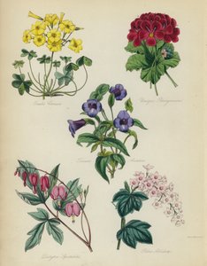 Englantilainen kukkapuutarha: Oxalis Cernut, Unique Pelargonium, Torenia Asiatica, Dielytra Spectabilis, Ribes Albidum tekijältä English School